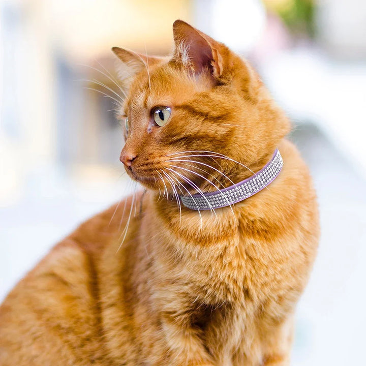 Coleira para Gato em Camurça Brilhante