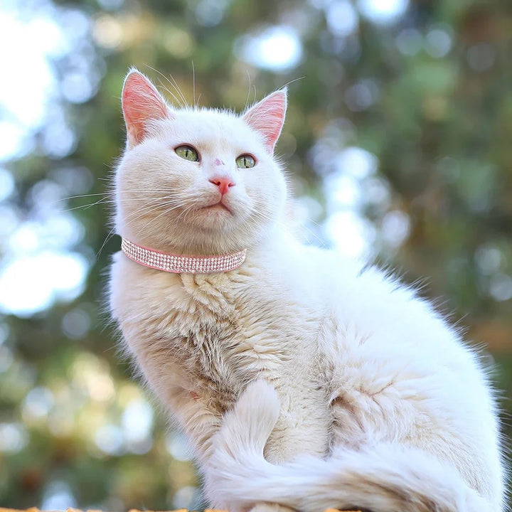 Coleira para Gato em Camurça Brilhante